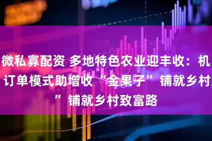 微私寡配资 多地特色农业迎丰收：机械化 + 订单模式助增收 “金果子” 铺就乡村致富路